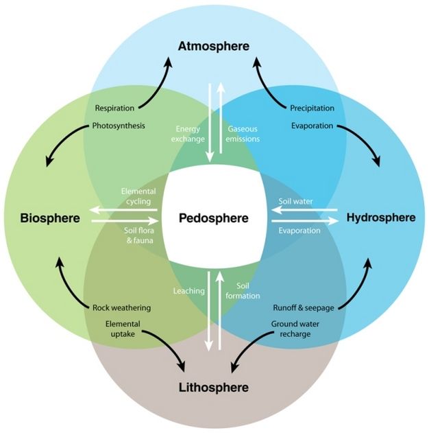 Structure et Organisation des biocénoses 